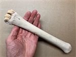 Whole Uncut Sun-bleached Ox Shin Bone Whole Uncut Sun-bleached Ox Shin Bone
