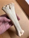 Whole Uncut Sun-bleached Ox Shin Bone Whole Uncut Sun-bleached Ox Shin Bone